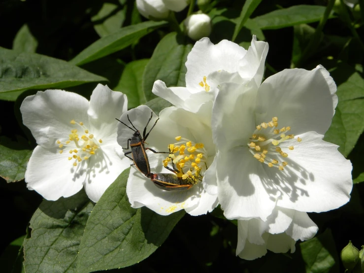 a bug sitting on top of a white flower, inspired by Jane Nasmyth, flickr, giant insects, rose twining, animals mating, jasmine