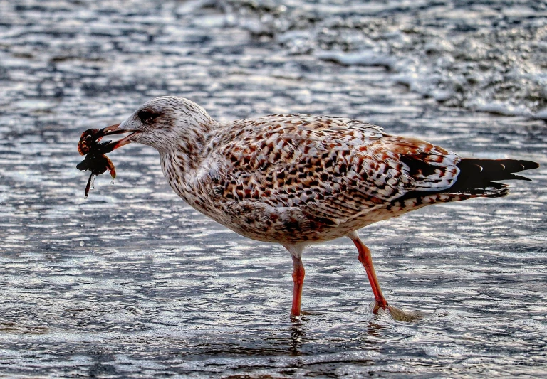 a bird standing in shallow water with a fish in it's mouth, by Jan Rustem, pexels, fine art, dressed in a frilly ((ragged)), maryport, hdr detail, street life