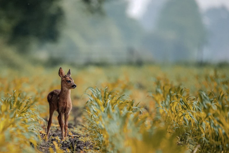 a deer standing in a field of tall grass, a picture, by Jesper Knudsen, pixabay, fine art, very tiny, innocence, miniature fox, kodakchrome : : 8 k