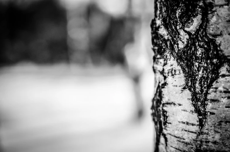 a black and white photo of a tree trunk, by Jacob Kainen, unsplash, bokeh!!!!, birch, marble!! (eos 5ds r, in the winter