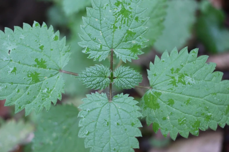 a close up of a plant with green leaves, by Rainer Maria Latzke, flickr, hurufiyya, verbena, cross hatched, raspberry, hoog detail