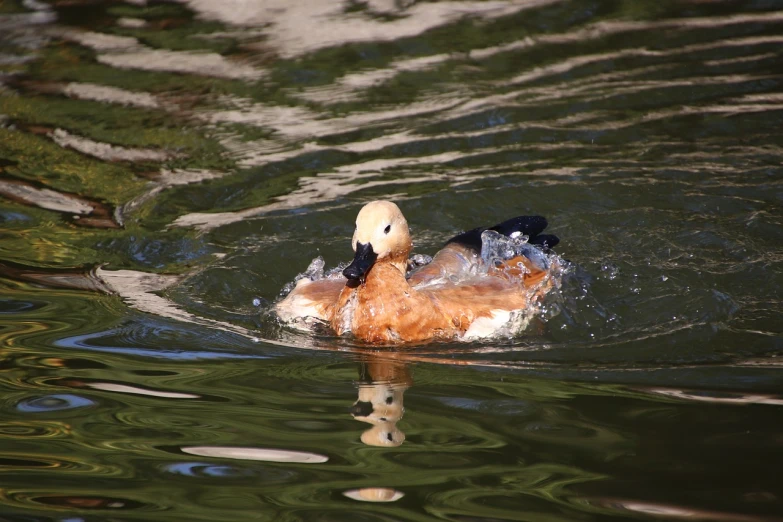 a duck that is swimming in some water, hurufiyya, in orange clothes) fight, high res photo