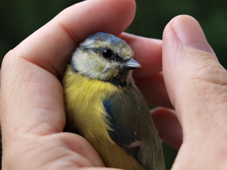 a close up of a person holding a small bird, by Jan Rustem, shutterstock, synchromism, in blue and yellow clothes, local conspirologist, hands shielding face, stock photo