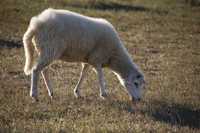 a sheep standing on top of a grass covered field, by Linda Sutton, flickr, precisionism, licking out, late afternoon sun, albino, closeup at the food