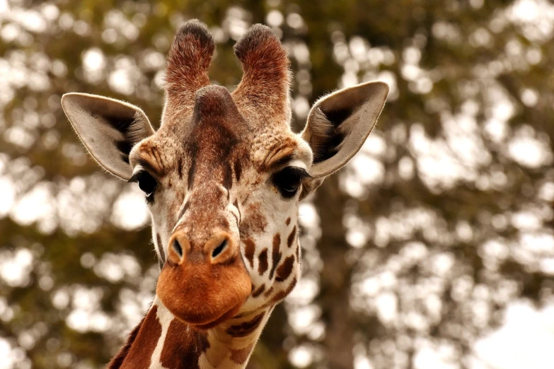 a close up of a giraffe's face with trees in the background, a picture, by Edward Corbett, pexels, arabesque, “portrait of a cartoon animal, long muzzle, portrait of tall