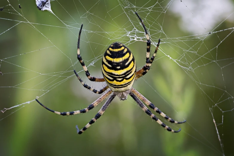 a close up of a spider on a web, by Juergen von Huendeberg, shutterstock, black and yellow colors, multiple arms, highly ornamental, stock photo