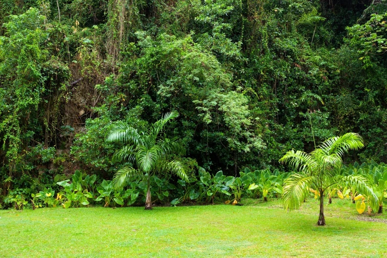 a giraffe standing on top of a lush green field, by Randy Post, shutterstock, fine art, in a tropical forest, wide panoramic shot, backyard garden, puerto rico