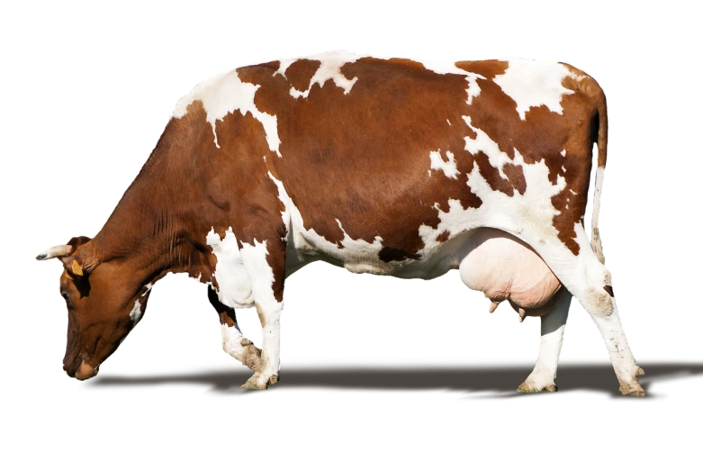 a brown and white cow grazing on grass, a digital rendering, by Karel Dujardin, shutterstock, hyperrealism, in front of a black background, two legs two arms one head, morbidly obese, red brown and white color scheme