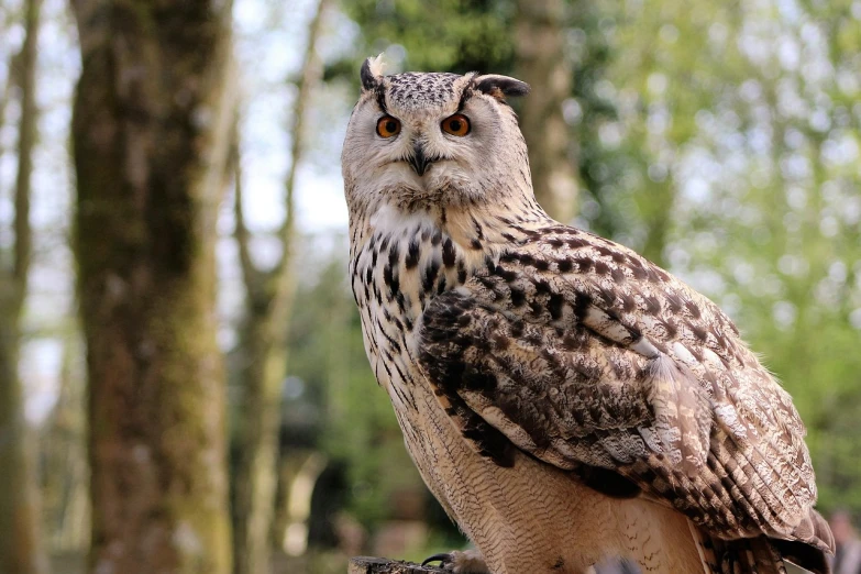 a large owl sitting on top of a tree stump, a picture, pexels, hurufiyya, istock, picture taken in zoo, exquisite and handsome wings, slightly turned to the right