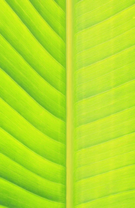 a close up of a green banana leaf, minimalism, glowing from inside, thailand, wallpaper”, img _ 9 7 5. raw