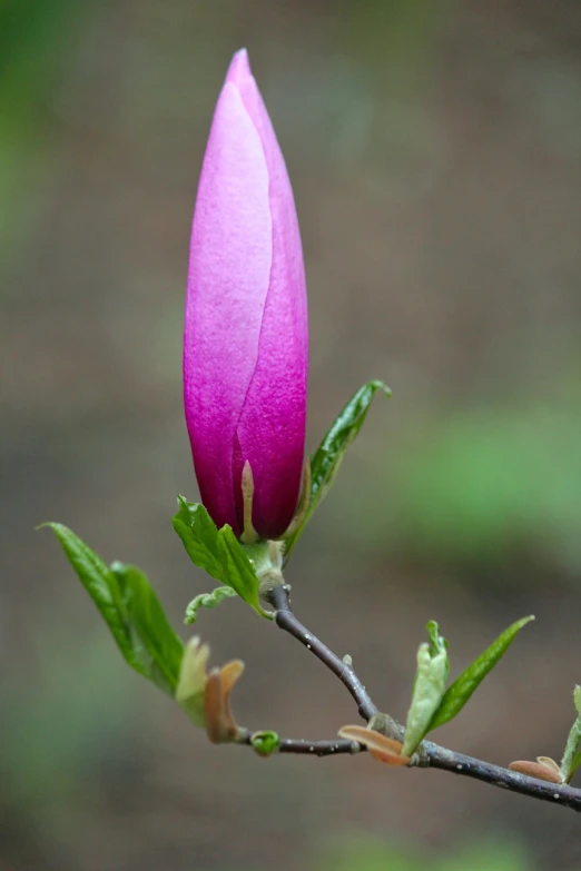 a close up of a flower bud on a tree, by Jan Rustem, flickr, magenta, magnolia, salvia, cone shaped