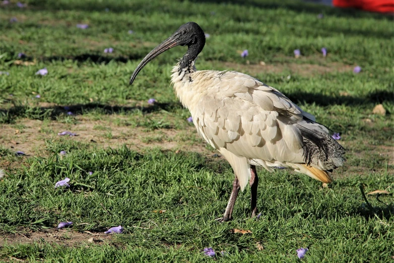 a large bird standing on top of a lush green field, renaissance, male emaciated, ivory and ebony, 🦩🪐🐞👩🏻🦳, australian