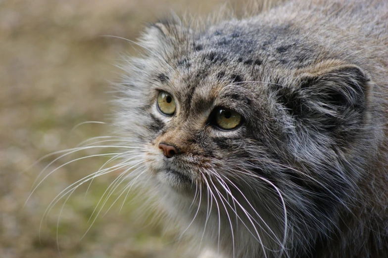 a close up of a cat in a field, by Stefan Gierowski, flickr, mingei, sabertooth cat, close - up of face, bushy tail, miniature animal