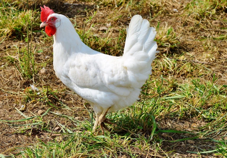 a white chicken standing on top of a grass covered field, by Gwen Barnard, pixabay, renaissance, white red, the photo shows a large, smooth shank, regal and proud robust woman