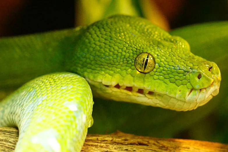 a close up of a green snake on a branch, flickr, renaissance, green neon, a python programmer's despair, panels, snake van