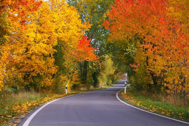 a street lined with lots of trees next to a forest, shutterstock, red orange and yellow leaves, highways, colorful hd picure, cars on the road