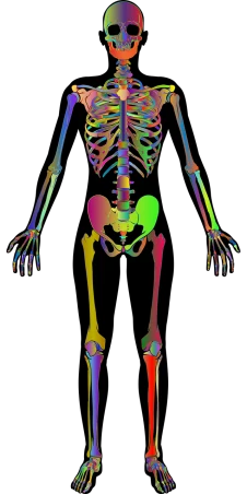 a computer generated image of a human skeleton, an illustration of, by Andrei Kolkoutine, shutterstock, fine art, full colour spectrum, upper and lower body, background image, female anatomy