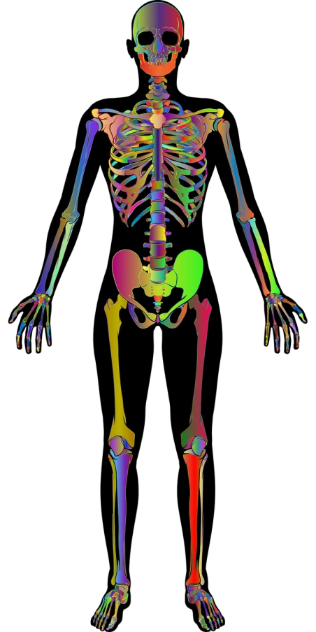 a computer generated image of a human skeleton, an illustration of, by Andrei Kolkoutine, shutterstock, fine art, full colour spectrum, upper and lower body, background image, female anatomy