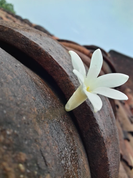 a white flower sitting on top of a stone wall, hurufiyya, rusted junk, plumeria, closeup photo, ancient symbol behind it