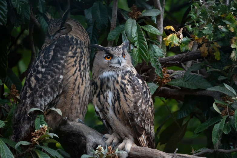 a couple of owls sitting on top of a tree branch, a portrait, by Dietmar Damerau, shutterstock, india, photo taken with sony a7r camera, museum quality photo, cinematic morning light