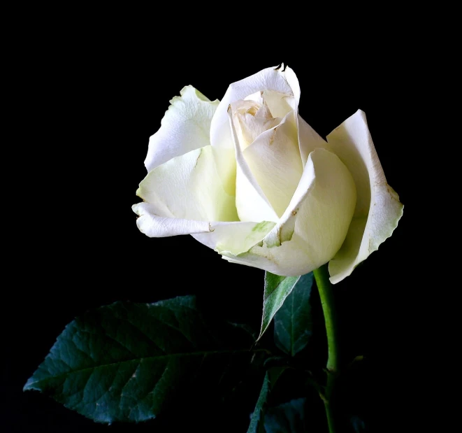 a single white rose on a black background, a photo, romanticism, beautiful flower, very beautiful photo