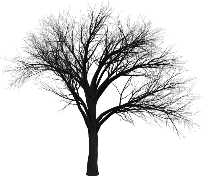 a black and white photo of a bare tree, a raytraced image, zbrush central, uncompressed png, during the night, 1128x191 resolution, rendered in unity 3 d