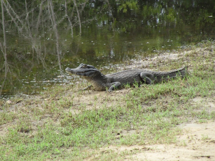 a large alligator sitting on top of a grass covered field, river otter dragon, very sharp!!!, alabama, mom