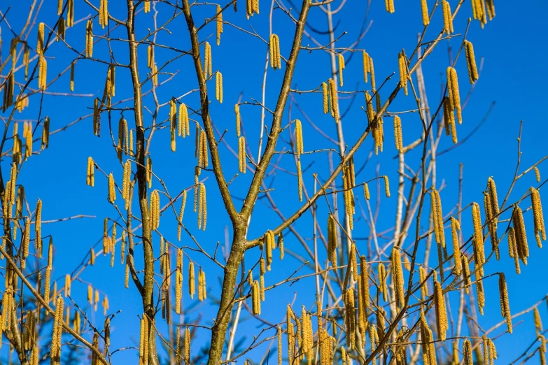 a tree filled with lots of yellow flowers, a photo, 8 intricate golden tenticles, with a blue background, modern high sharpness photo
