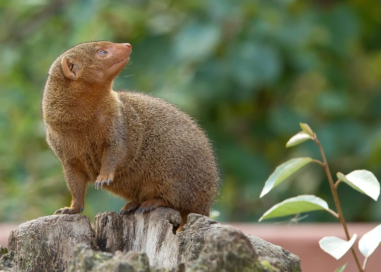 a small brown animal standing on top of a tree stump, inspired by Marten Post, shutterstock, sumatraism, elephant shrew, style of olidon redon, museum quality photo, bangalore