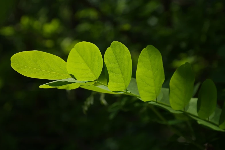 a close up of a leaf on a plant, by Jan Rustem, hurufiyya, moringa oleifera leaves, in a row, nice spring afternoon lighting, tawa trees