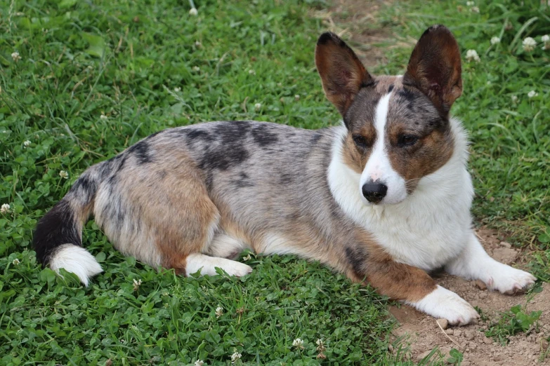 a dog that is laying down in the grass, bauhaus, corgi cosmonaut, !female, with pointy ears, taken in 2 0 2 0