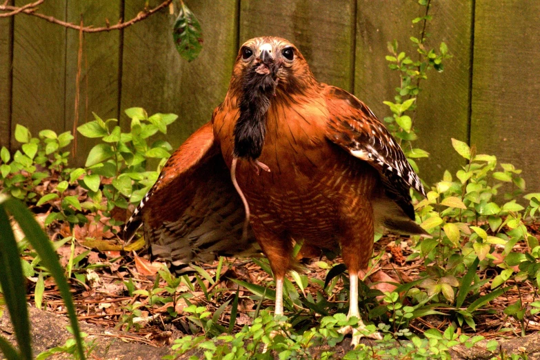 a bird that is standing in the grass, a portrait, by Scott M. Fischer, flickr, renaissance, menacing!!!, battered, battle pose, on his hind legs