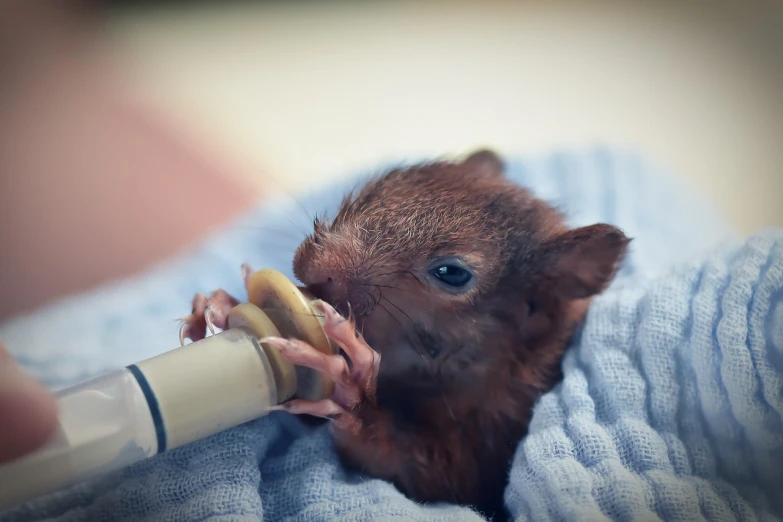 a baby hamster being fed a bottle of milk, a photo, squirrel, very sharp photo