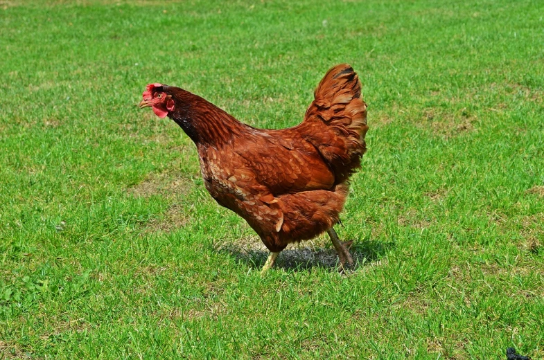 a brown chicken standing on top of a lush green field, a photo, renaissance, red ocher, cinnamon skin color, full length shot, smooth shank