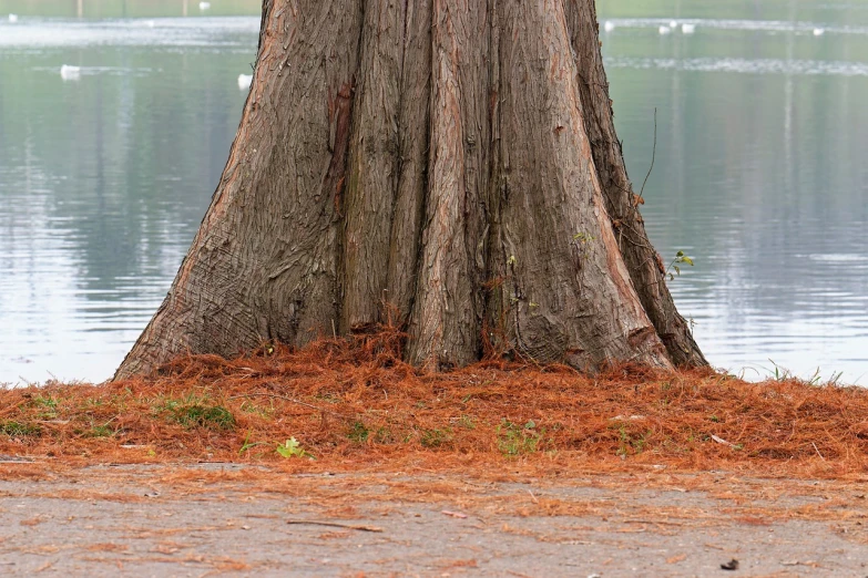 a red fire hydrant sitting next to a tree, a stock photo, by Jan Rustem, photorealism, huge tree trunks, lake setting, f / 1. 9 6. 8 1 mm iso 4 0, tree; on the tennis coat
