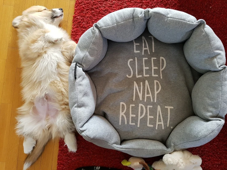 a dog laying next to a pillow that says eat sleep nap repeat, by Zsuzsa Máthé, reddit contest winner, i_5589.jpeg, pregnancy, lined in cotton, arcs