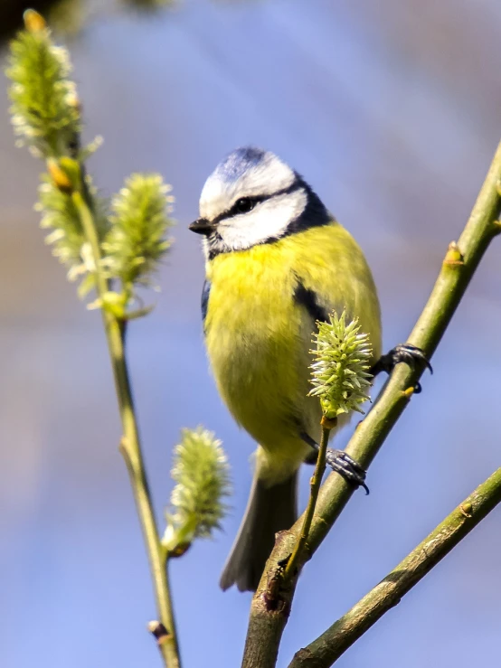 a small bird sitting on top of a tree branch, by Marten Post, blue and yellow theme, buds, modern high sharpness photo