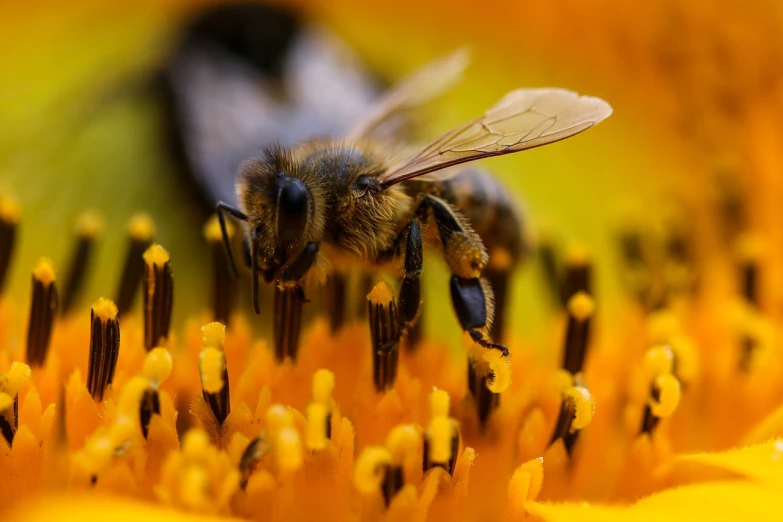 a bee sitting on top of a yellow flower, a macro photograph, by Hans Schwarz, shutterstock, happening, surface hives, yellow and ornage color scheme, bees covering whole body, stock photo