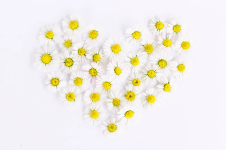 a heart made out of daisies on a white surface, by Jan Henryk Rosen, pexels, minimalism, 1 6 x 1 6, clean 4 k, chamomile, wallpaper - 1 0 2 4