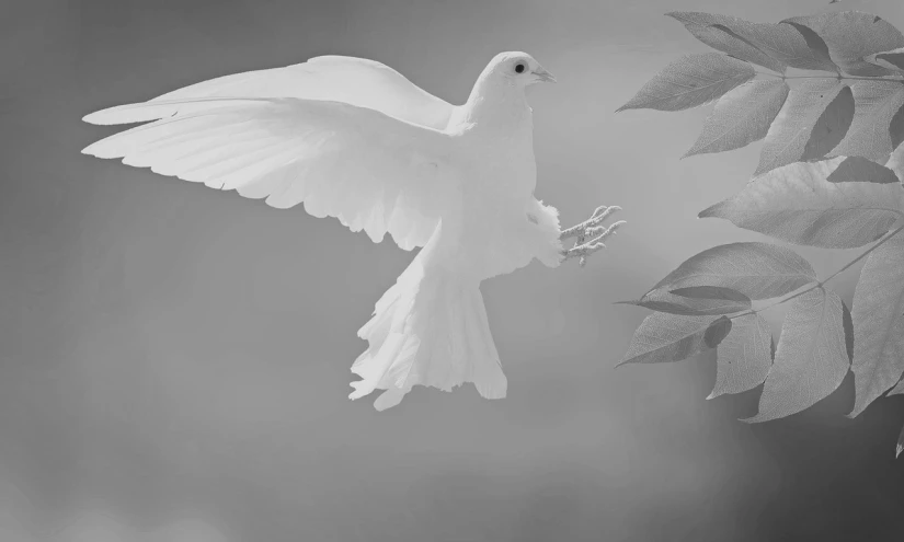 a black and white photo of a white dove, inspired by Jean Colombe, trending on pixabay, fine art, hq 4k phone wallpaper, 1128x191 resolution, peace and love, hovering