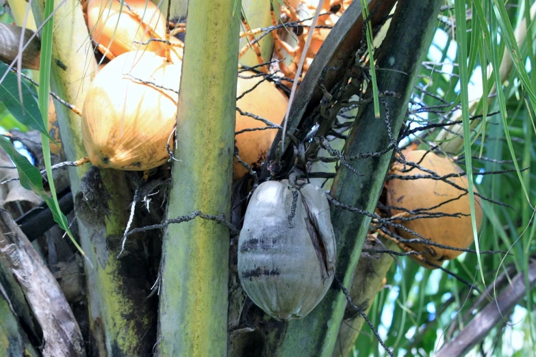 a close up of a bunch of coconuts on a tree, by Harold von Schmidt, flickr, tree of life inside the ball, mesh roots. closeup, bee, ready to eat