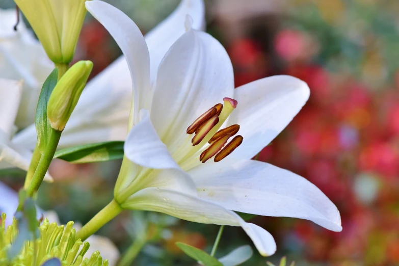 a close up of a flower with a blurry background, a picture, by Luis Miranda, pixabay, hurufiyya, white lilies, years old, elegant and extremely ornamental, various posed