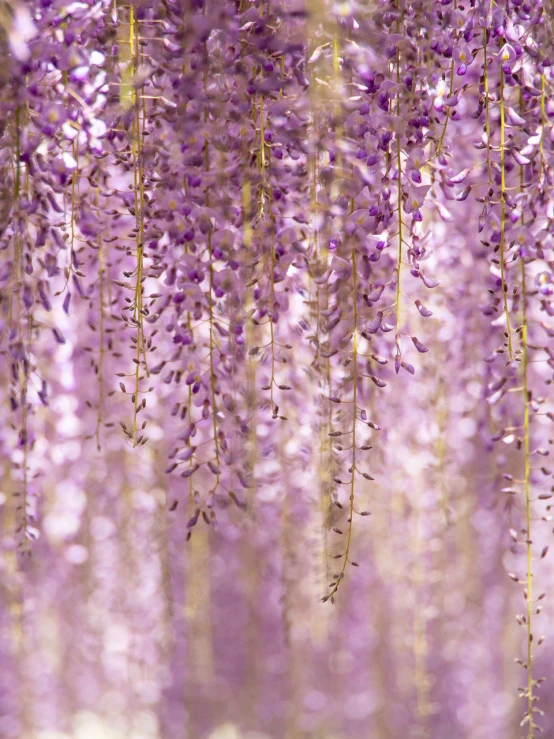 a bunch of purple flowers hanging from a tree, shutterstock, sōsaku hanga, ethereal curtain, 4 k vertical wallpaper, shiny gold, stock photo