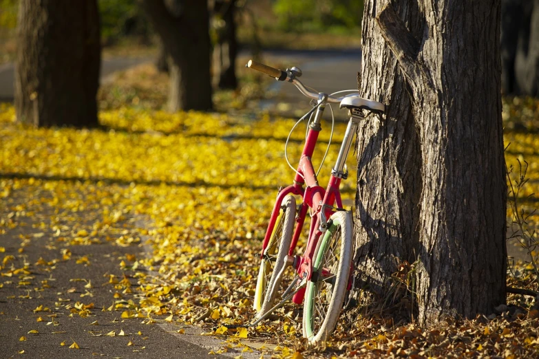 a red bicycle leaning against a tree in a park, by Hiroshi Honda, flickr, pink and yellow, autumn season, [ realistic photography ], ! low contrast!