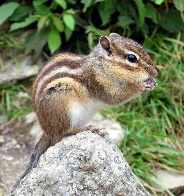 a small chipmunt sitting on top of a rock, inspired by Chippy, pexels, mingei, “portrait of a cartoon animal, grain”, beautiful face!!!!, kodak photo