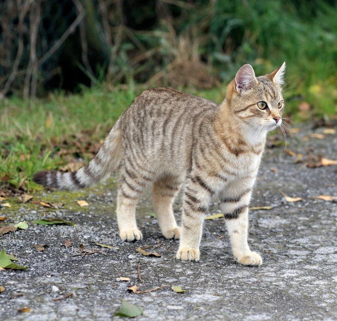 a cat standing in the middle of a road, a portrait, hunting, full - length photo, high res photo, gilt-leaf winnower