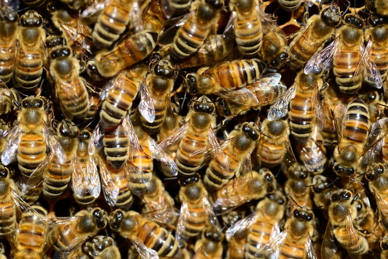 a bunch of bees sitting on top of each other, pexels, avatar image