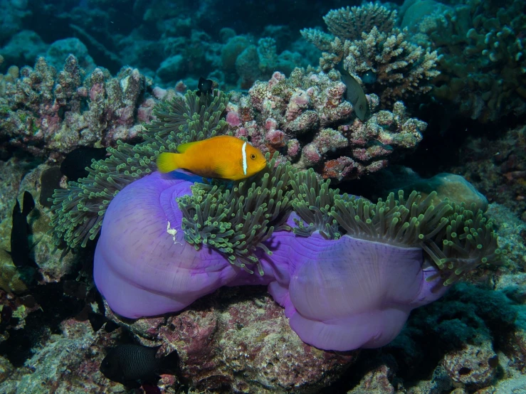 a yellow fish sitting on top of a purple sea anemone, clown fish, great barrier reef, draped in silky purple and gold, beautiful environment