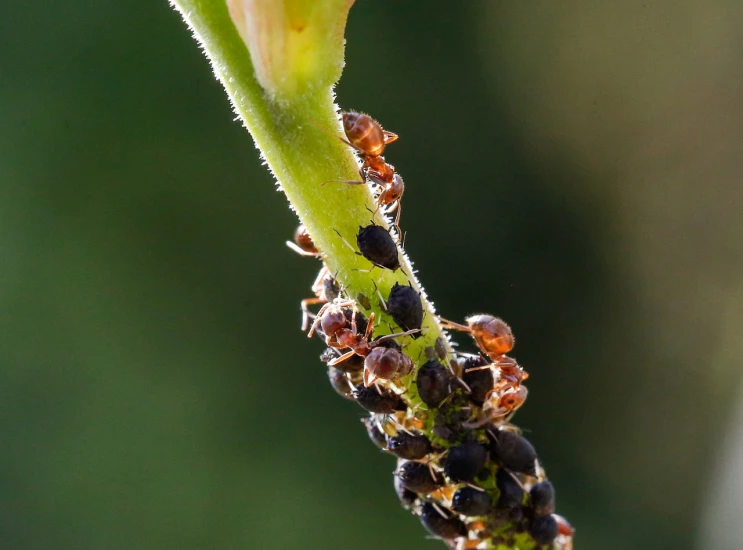 a couple of bugs that are on a plant, a macro photograph, by Robert Brackman, ants, brood spreading, bts, adi meyers