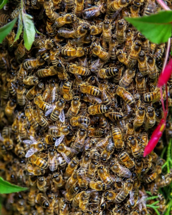 a close up of a bunch of bees on a tree, by Jan Konůpek, pexels, highly detailed saturated, hd —h 1024, vine, beehive interior backgrounds